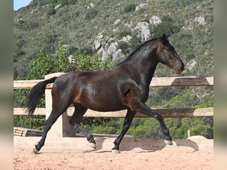 Menorquiner Stute 4 Jahre 161 cm Rappe in Menorca