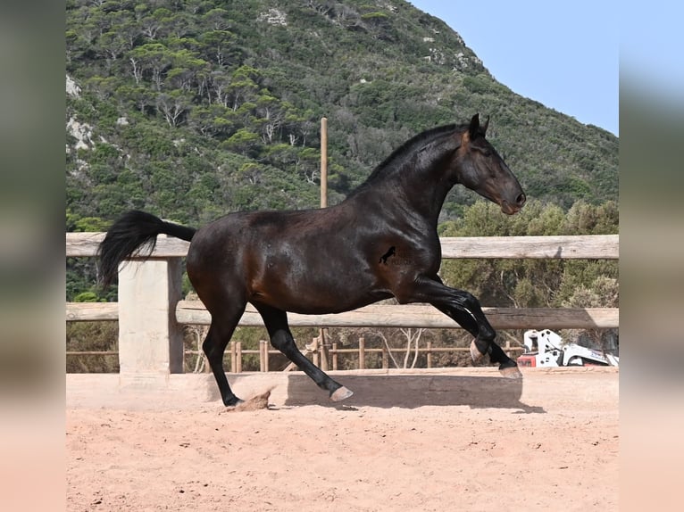 Menorquiner Stute 4 Jahre 161 cm Rappe in Menorca