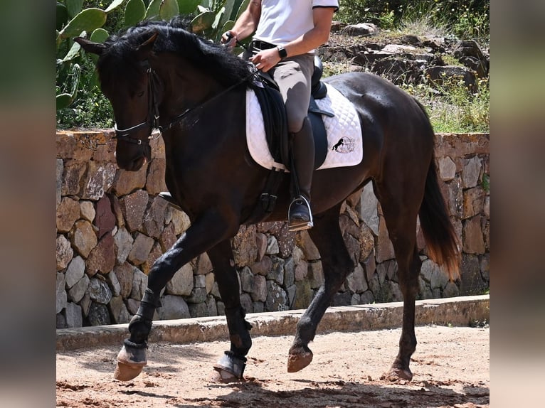 Menorquiner Stute 4 Jahre 165 cm Rappe in Menorca