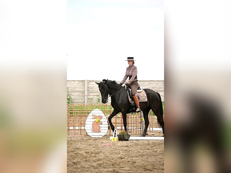 Menorquiner Stute 5 Jahre 155 cm Rappe in Wien