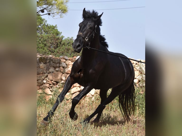 Menorquiner Stute 5 Jahre 158 cm Rappe in Menorca