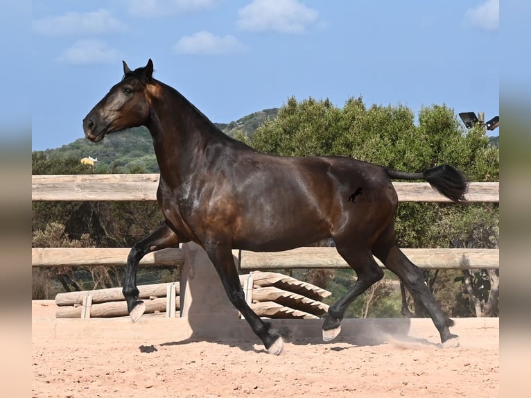 Menorquiner Stute 5 Jahre 159 cm Rappe in Menorca