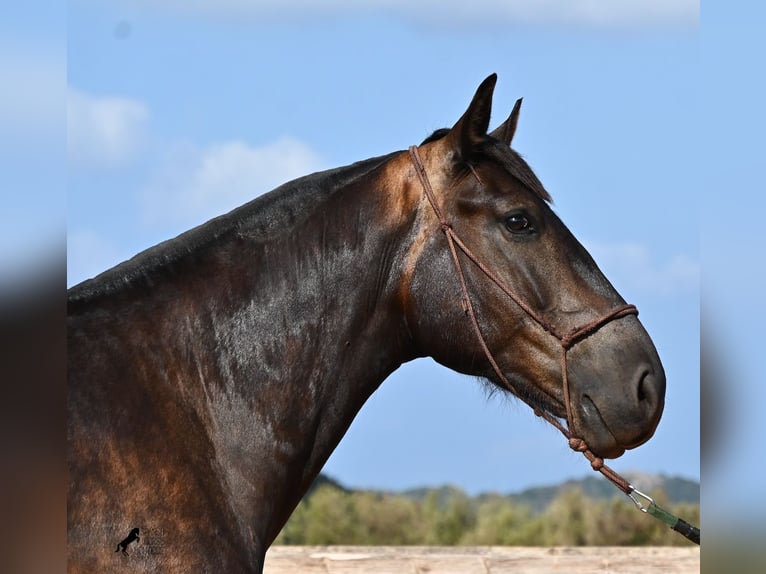 Menorquiner Stute 5 Jahre 159 cm Rappe in Menorca