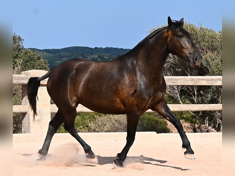 Menorquiner Stute 5 Jahre 159 cm Rappe in Menorca
