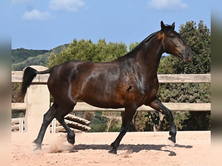 Menorquiner Stute 5 Jahre 159 cm Rappe in Menorca