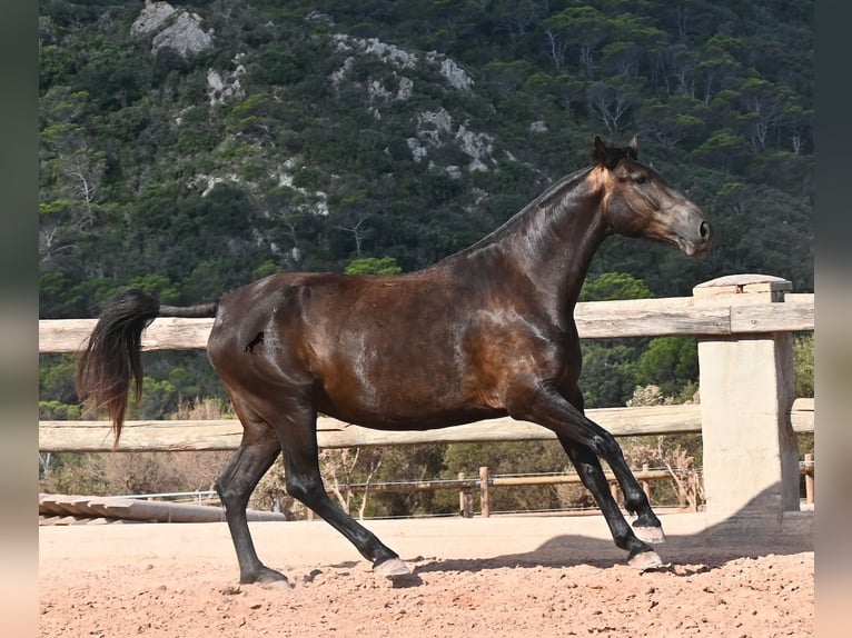 Menorquiner Stute 5 Jahre 159 cm Rappe in Menorca