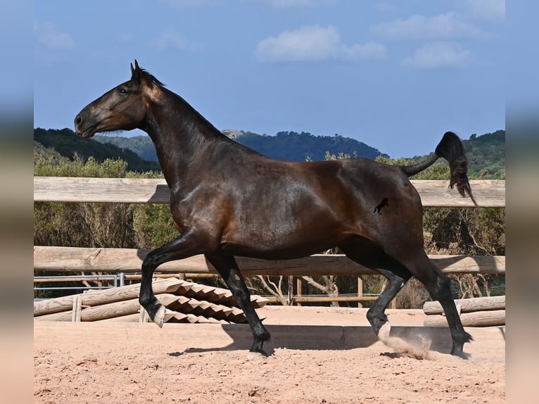 Menorquiner Stute 5 Jahre 159 cm Rappe in Menorca