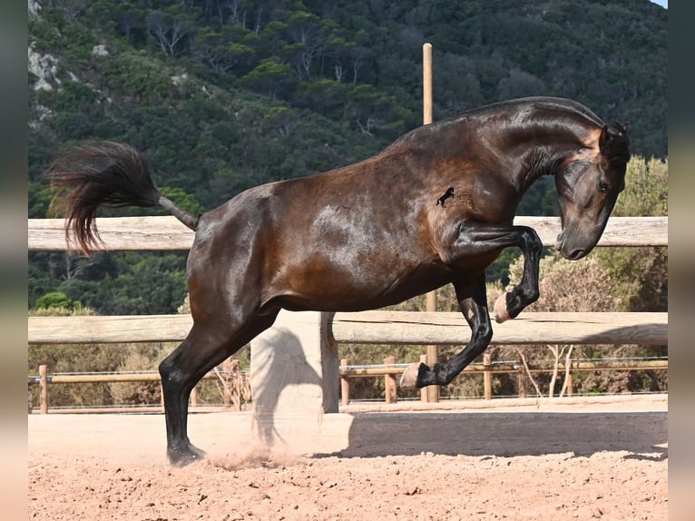 Menorquiner Stute 5 Jahre 159 cm Rappe in Menorca