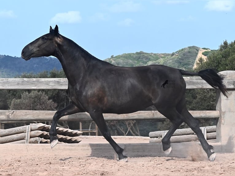 Menorquiner Stute 5 Jahre 159 cm Rappe in Menorca