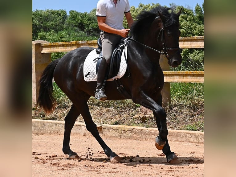 Menorquiner Stute 5 Jahre 165 cm Rappe in Menorca
