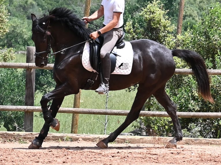 Menorquiner Stute 5 Jahre 165 cm Rappe in Menorca