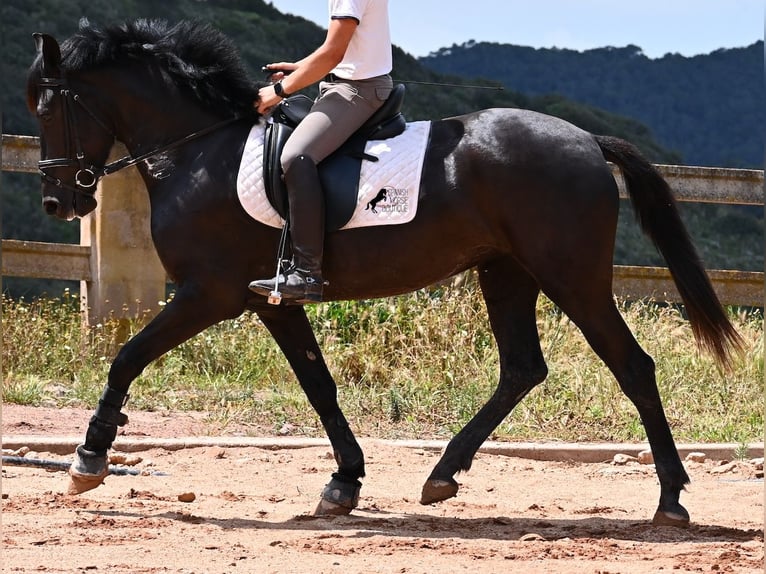 Menorquiner Stute 5 Jahre 165 cm Rappe in Menorca