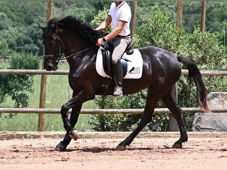 Menorquiner Stute 5 Jahre 165 cm Rappe in Menorca