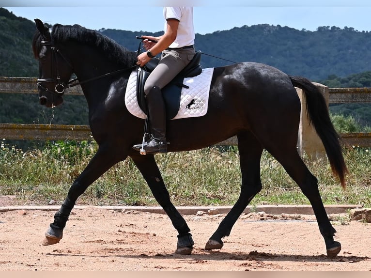 Menorquiner Stute 5 Jahre 165 cm Rappe in Menorca