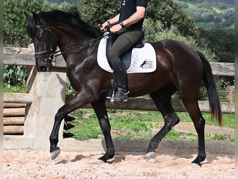 Menorquiner Stute 5 Jahre 165 cm Rappe in Menorca