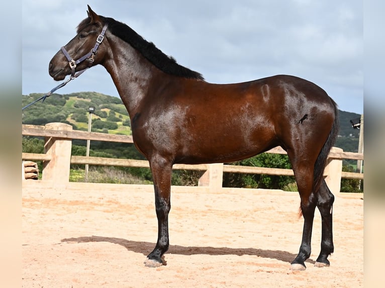 Menorquiner Stute 5 Jahre 165 cm Rappe in Menorca