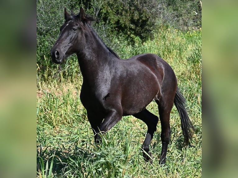 Menorquiner Stute 5 Jahre 167 cm Rappe in Menorca