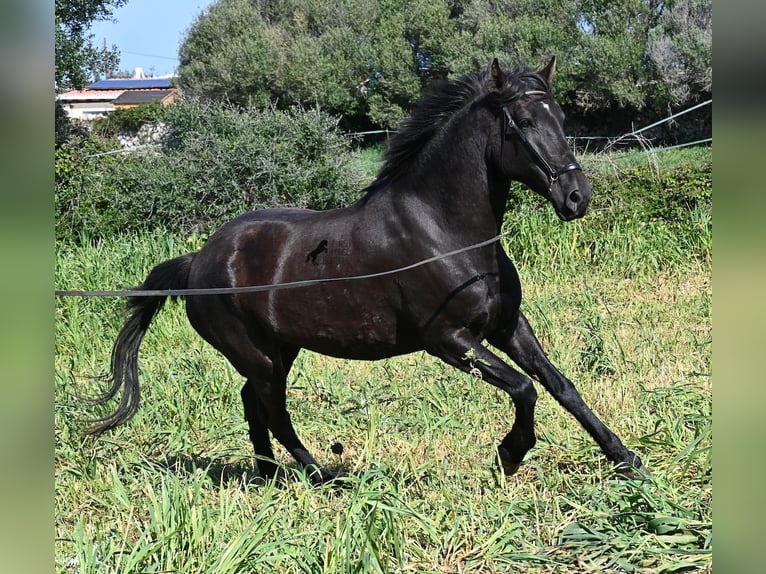 Menorquiner Stute 5 Jahre 167 cm Rappe in Menorca