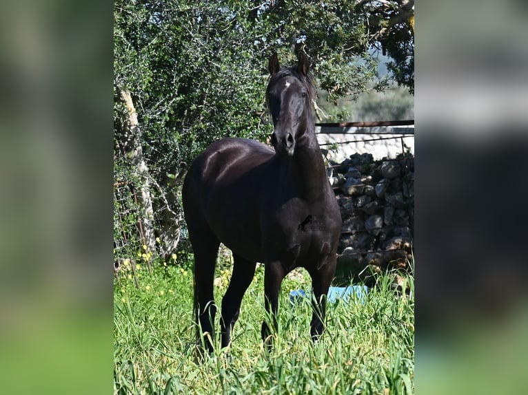 Menorquiner Stute 5 Jahre 167 cm Rappe in Menorca