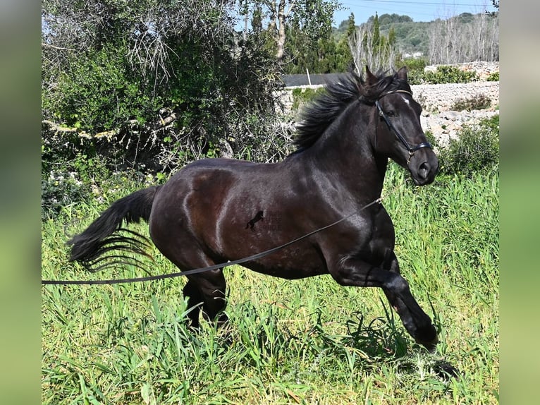 Menorquiner Stute 5 Jahre 167 cm Rappe in Menorca