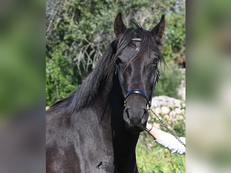 Menorquiner Stute 5 Jahre 167 cm Rappe in Menorca