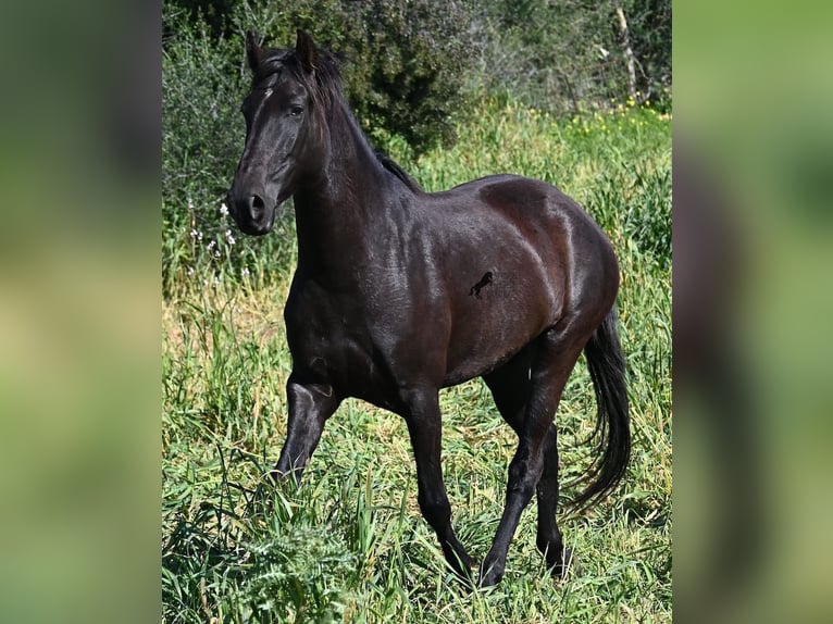 Menorquiner Stute 5 Jahre 167 cm Rappe in Menorca