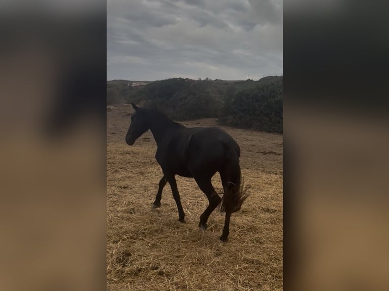 Menorquiner Stute 6 Jahre 155 cm Rappe in Mesquida (Sa) (Platja)