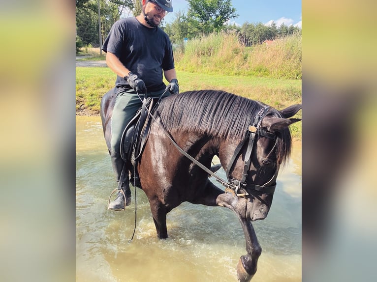 Menorquiner Stute 6 Jahre 164 cm Rappe in Herenthout