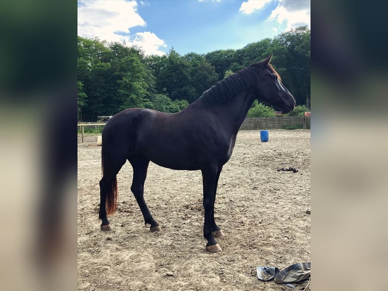 Menorquiner Stute 6 Jahre 164 cm Rappe in Herenthout