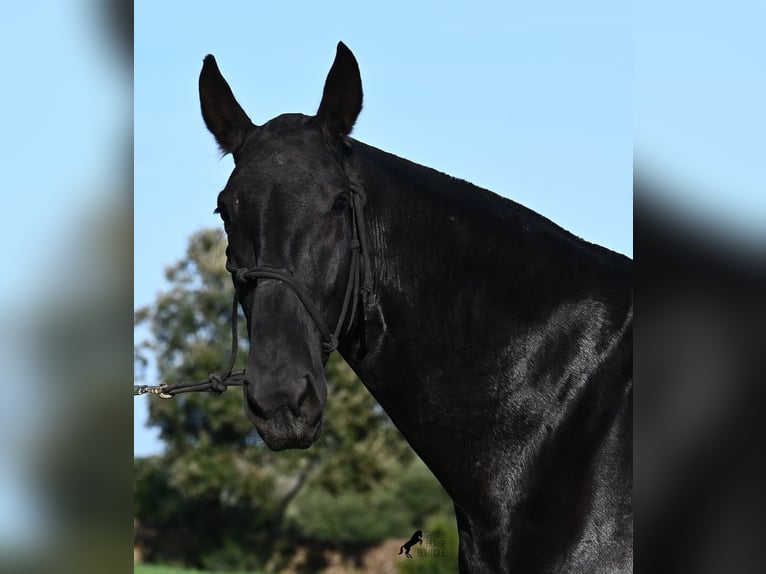 Menorquiner Stute 6 Jahre 171 cm Rappe in Menorca