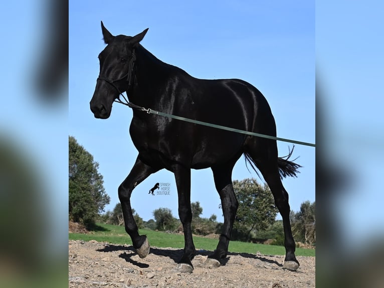 Menorquiner Stute 6 Jahre 171 cm Rappe in Menorca