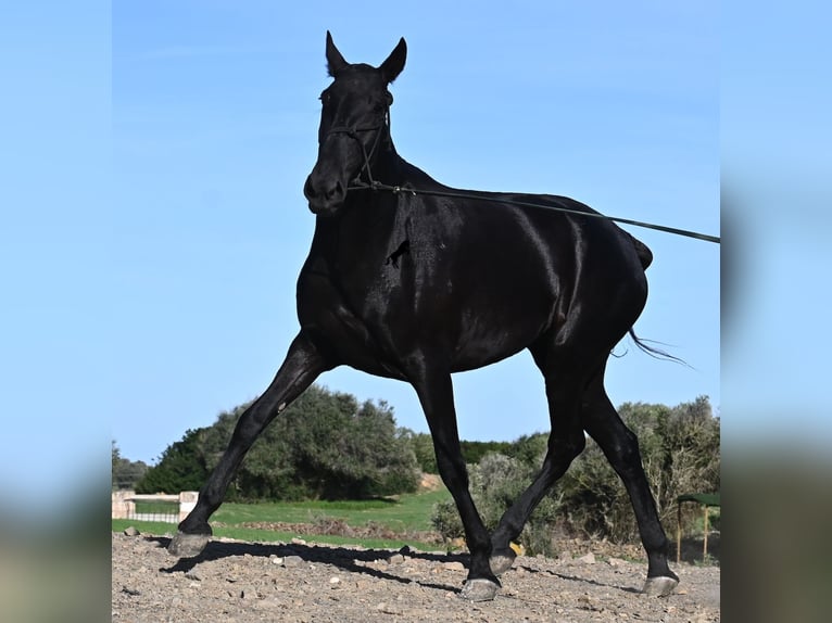 Menorquiner Stute 6 Jahre 171 cm Rappe in Menorca Menorquiner Stute 6 Jahre 171 cm Rappe in Menorca