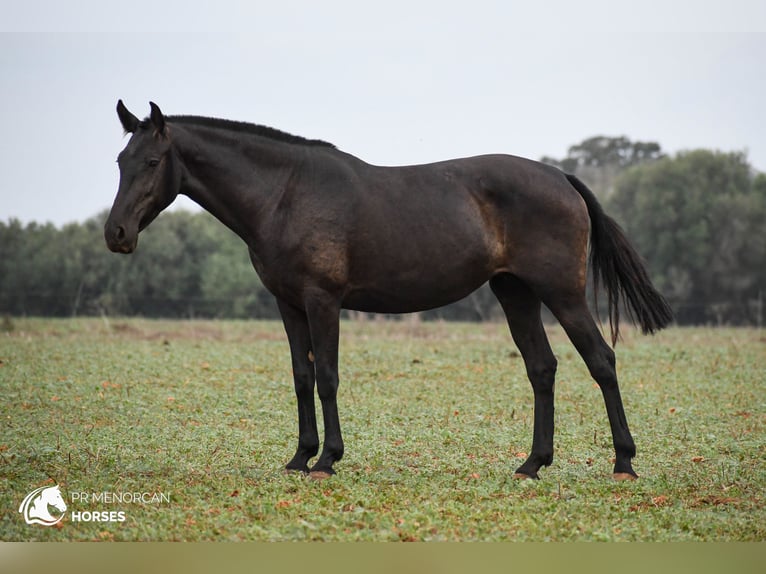 Menorquiner Stute 7 Jahre 151 cm Rappe in Menorca