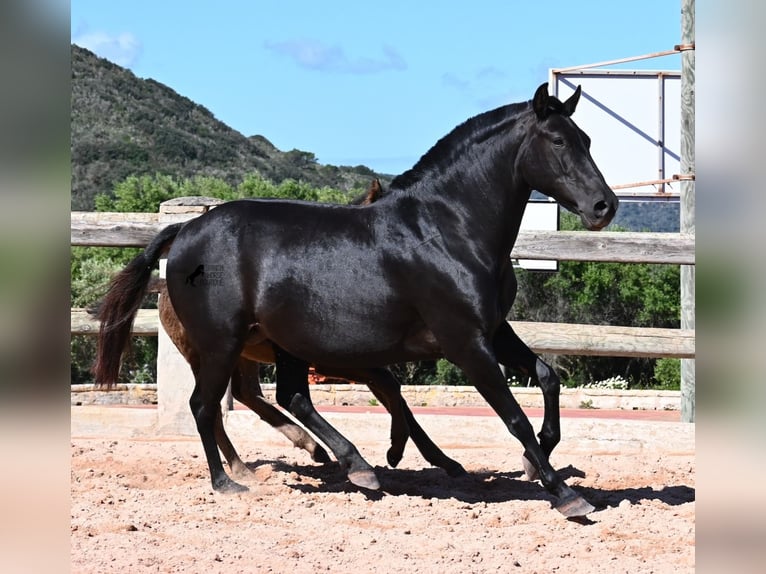 Menorquiner Stute 8 Jahre 153 cm Rappe in Menorca