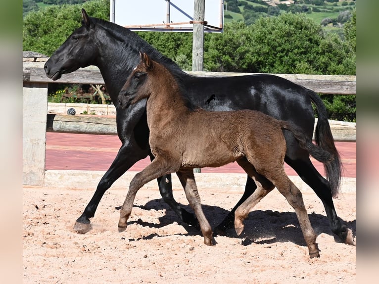 Menorquiner Stute 8 Jahre 153 cm Rappe in Menorca