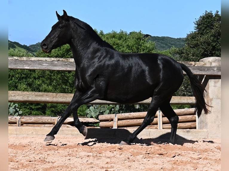 Menorquiner Stute 8 Jahre 153 cm Rappe in Menorca
