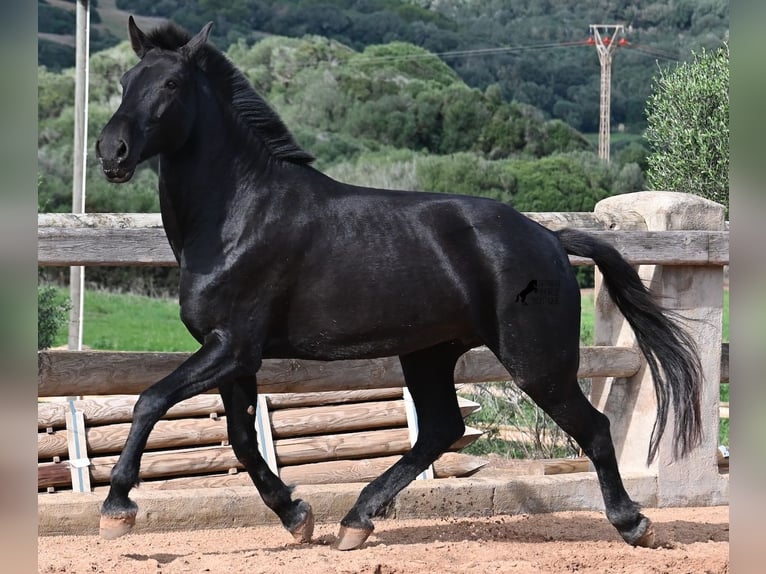 Menorquiner Stute 8 Jahre 160 cm Rappe in Menorca