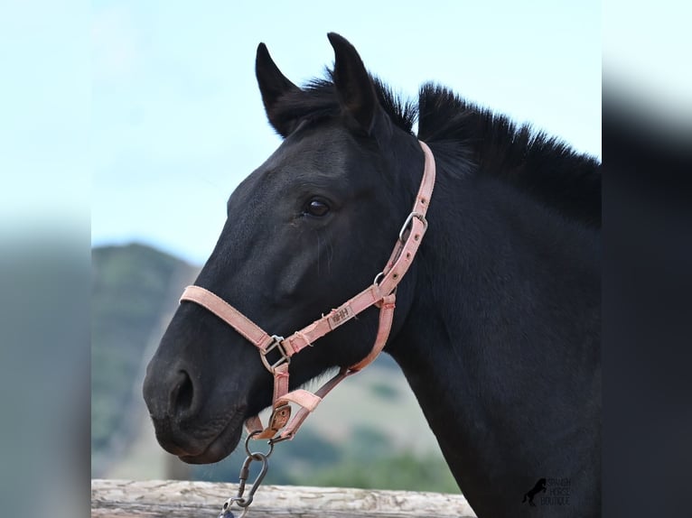 Menorquiner Stute 8 Jahre 160 cm Rappe in Menorca