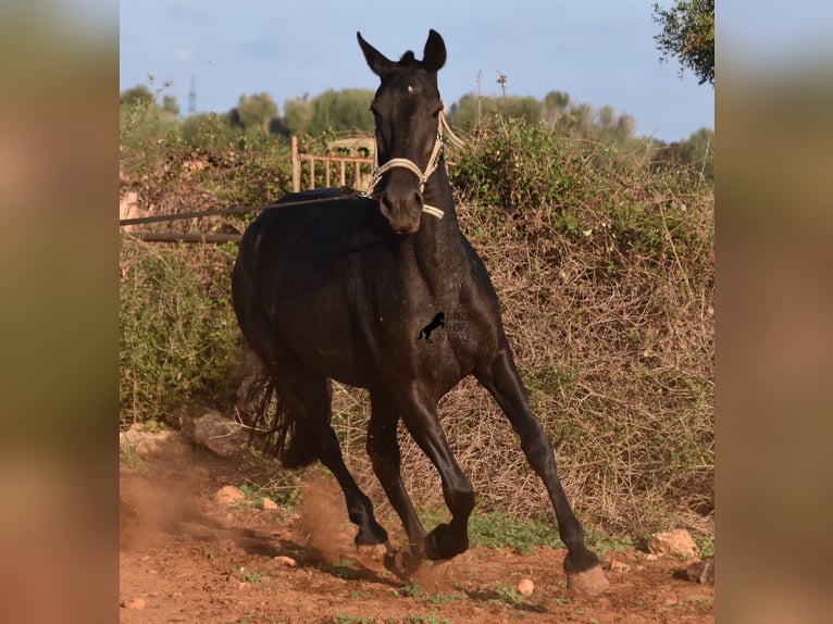 Menorquiner Stute 8 Jahre 160 cm Rappe in Menorca