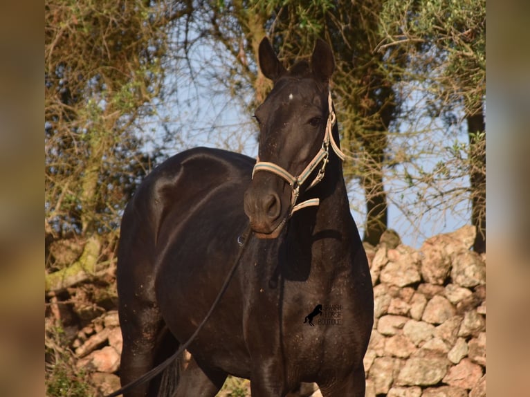 Menorquiner Stute 8 Jahre 160 cm Rappe in Menorca