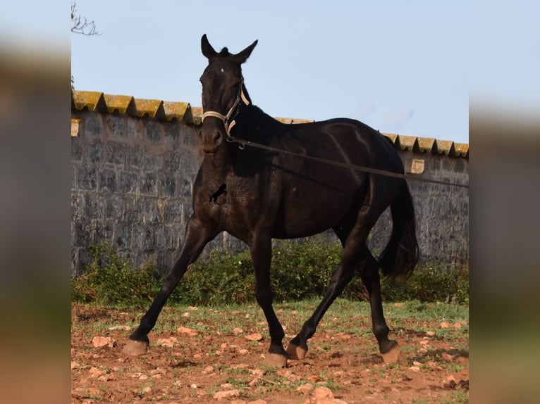 Menorquiner Stute 8 Jahre 160 cm Rappe in Menorca