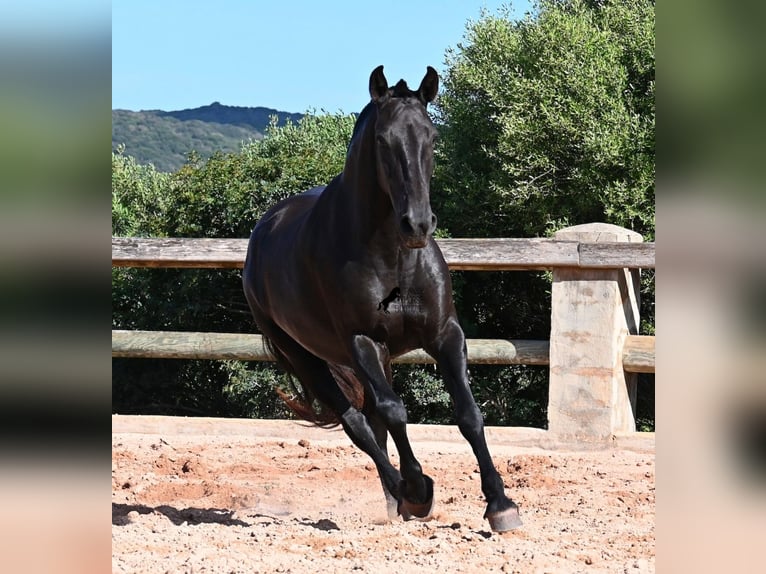Menorquiner Stute 8 Jahre 160 cm Rappe in Menorca