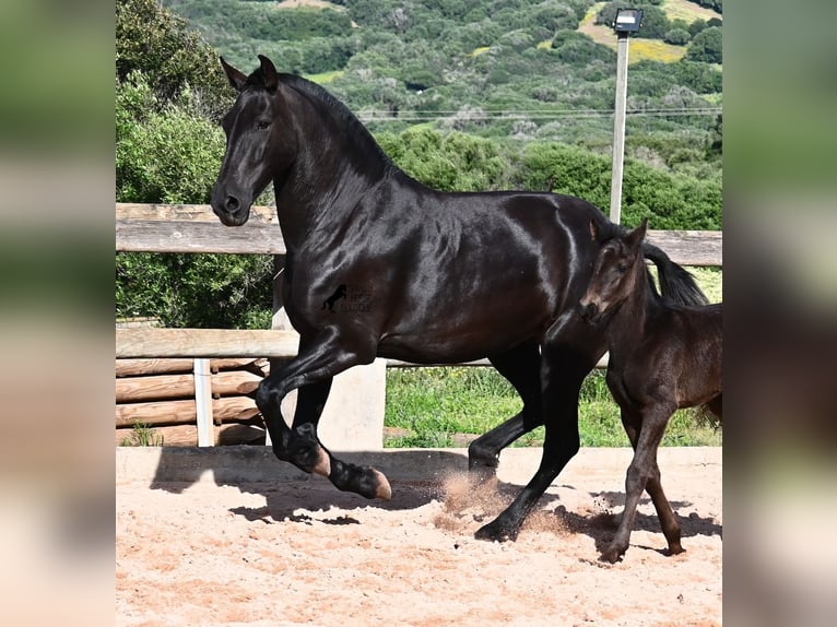 Menorquiner Stute 8 Jahre 160 cm Rappe in Menorca