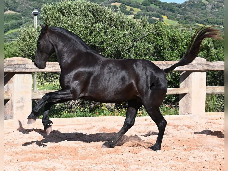 Menorquiner Stute 8 Jahre 160 cm Rappe in Menorca