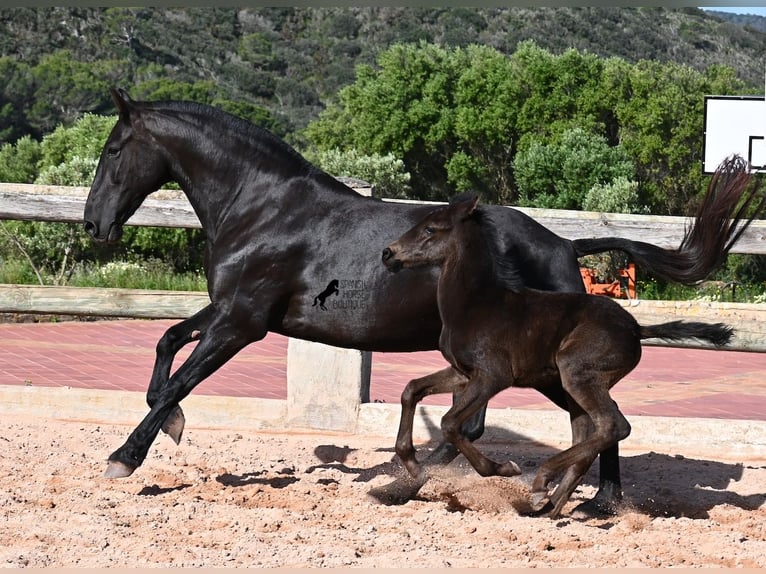 Menorquiner Stute 8 Jahre 160 cm Rappe in Menorca