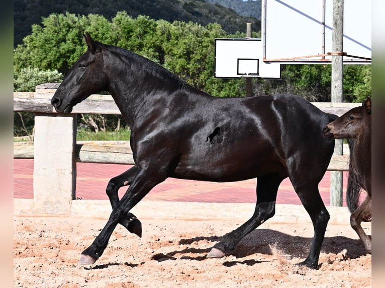 Menorquiner Stute 8 Jahre 160 cm Rappe in Menorca
