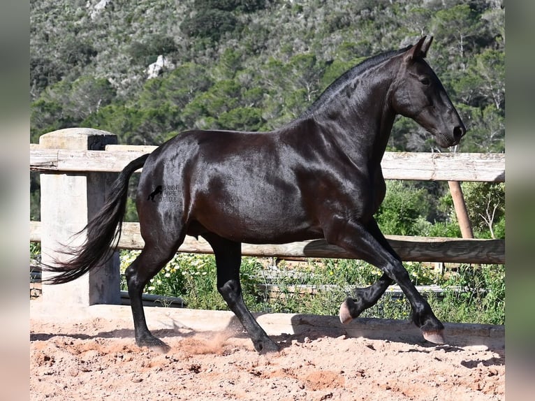 Menorquiner Stute 8 Jahre 160 cm Rappe in Menorca