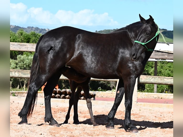 Menorquiner Stute 8 Jahre 160 cm Rappe in Menorca