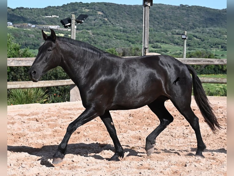 Menorquiner Stute 8 Jahre 160 cm Rappe in Menorca