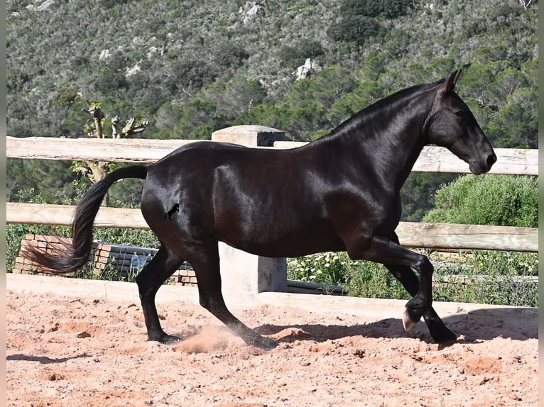Menorquiner Stute 8 Jahre 160 cm Rappe in Menorca